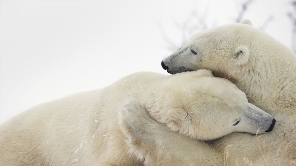 哈得逊湾岸边，正在玩闹的北极熊 (© Robert Postma/Design Pics/Getty Images)