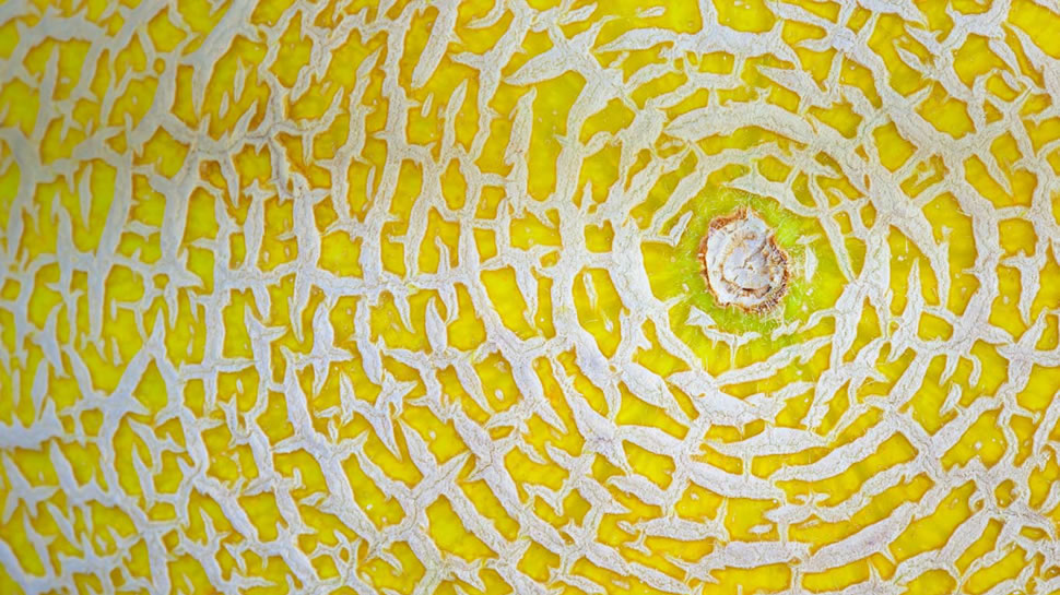 加利亚甜瓜的细节图 (© Nick Fielding/Alamy)