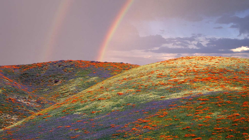 美国加州洛杉矶郡，罂粟花和鲁冰花 (© Corbis/age fotostock)