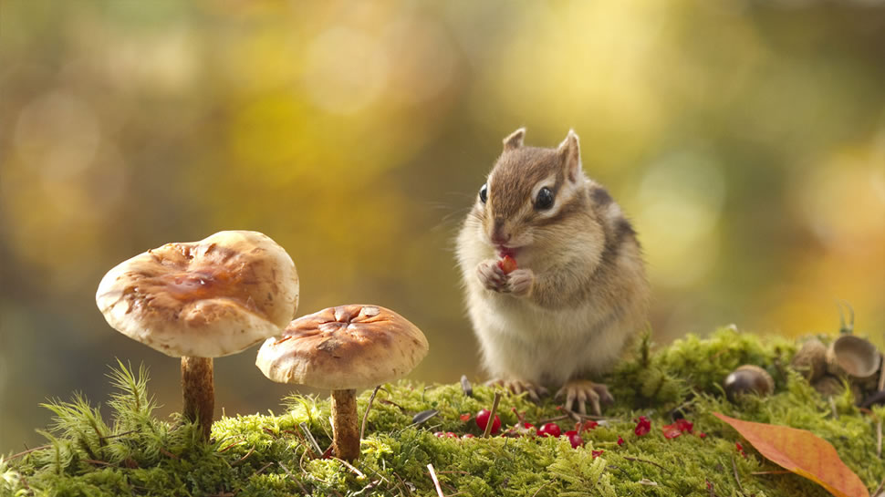 花栗鼠吃红浆果 (© Takao Onozato/Aflo/Getty Images)