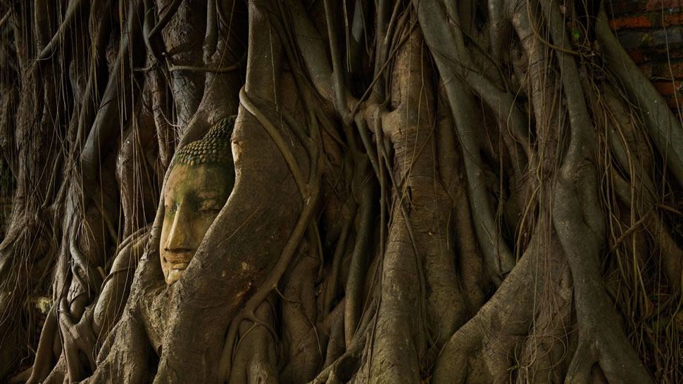 阿瑜陀耶城内的“树中佛像”，泰国 (© Garret Suhrie/Tandem Stills + Motion)