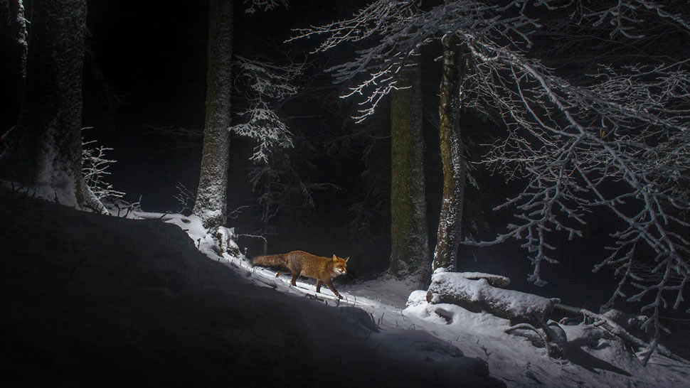 侏罗山脉一侧的一只赤狐，瑞士 (© Laurent Geslin/NPL/Minden Pictures)