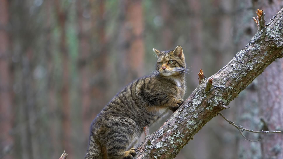 凯恩戈姆山国家公园内的苏格兰野猫，苏格兰 (© Pete Cairns/Minden Pictures)