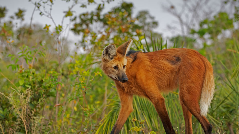 巴西皮奥伊州的鬃狼 (© Sean Crane/Minden Pictures)
