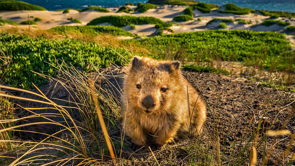 玛丽亚岛上的塔斯马尼亚袋熊，澳大利亚塔斯马尼亚州 (© Posnov/Getty Images)