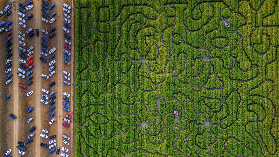 玉米迷宫，美国佩塔卢马  (© Gallery Stock)