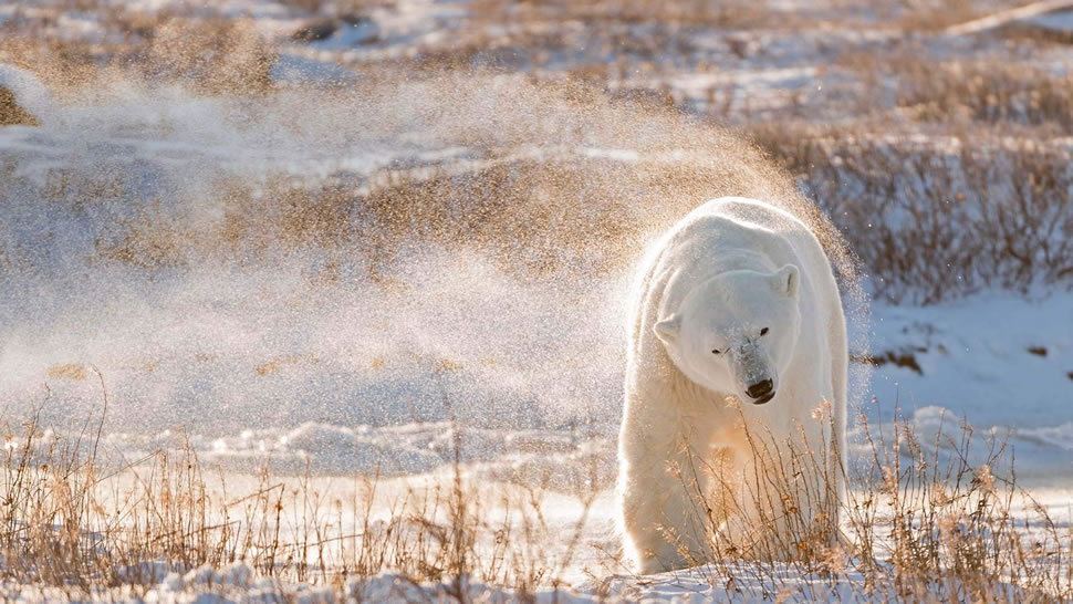 哈德逊湾的北极熊，加拿大 (© Ralph A. Clevenger/Tandem Stills + Motion)