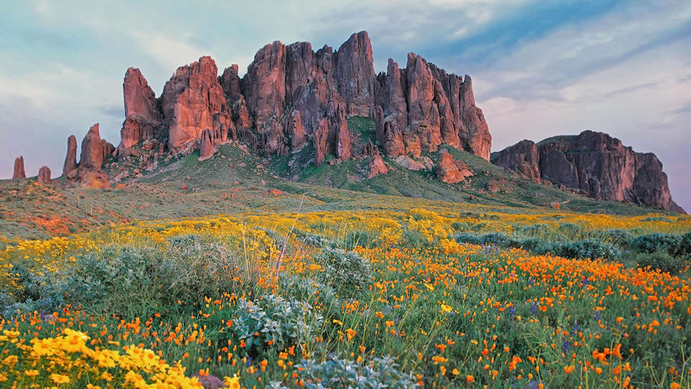 迷失荷兰人国家公园里盛开的野花，亚利桑那 (© Tim Fitzharris/Minden Pictures)