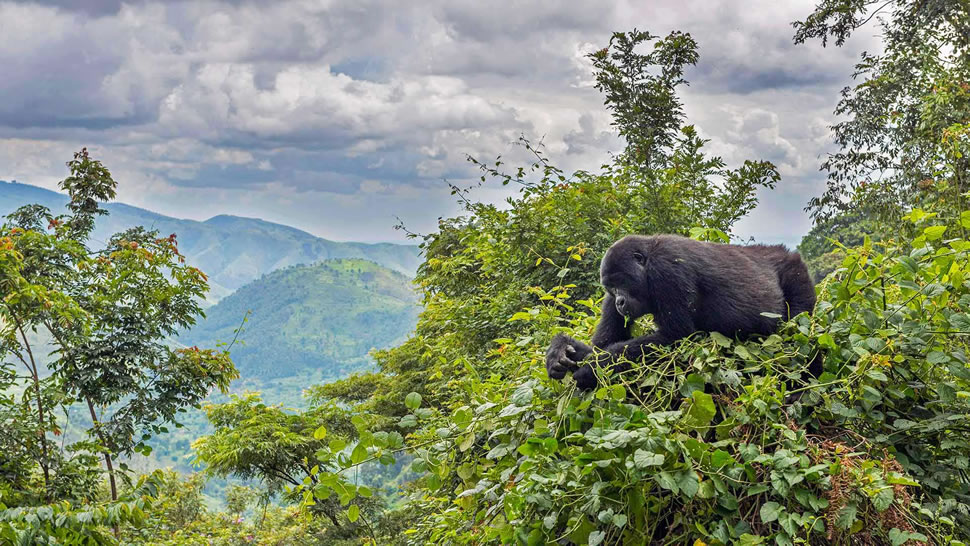 一只正在树上吃东西的山地大猩猩，乌干达布恩迪国家公园 (© Robert Haasmann/Minden Pictures)