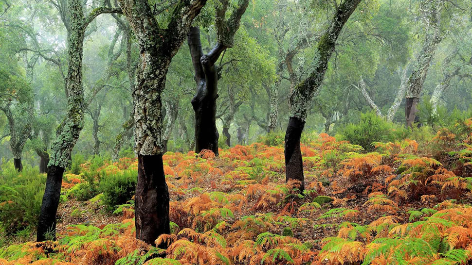 软木橡树林 (© Andrés M. Domínguez/Minden)