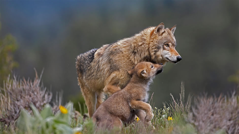同乞食的小狗在一起的灰狼，蒙大拿州 (© Tim Fitzharris/Minden Pictures)