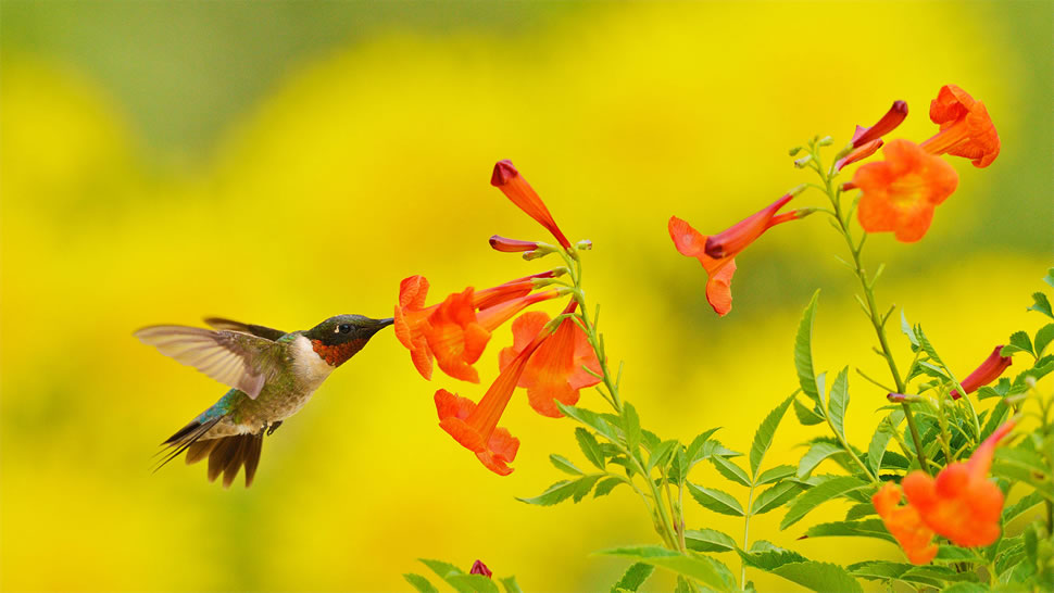 在食用黄钟花的红喉北蜂鸟，德克萨斯州丘陵地 (© Rolf Nussbaumer/Danita Delimont)