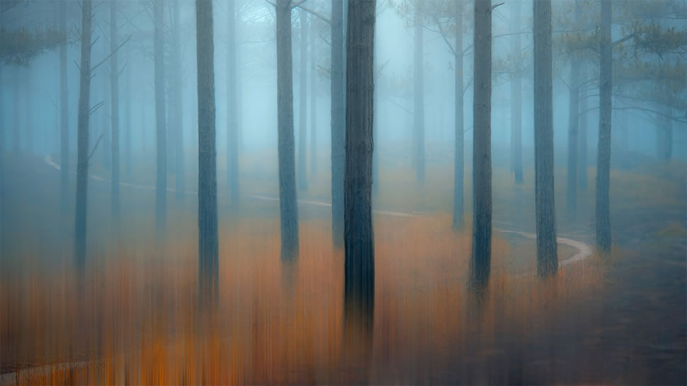 薄雾笼罩的松树林，越南 (© Thanh Thuy/Moment/Getty Images)