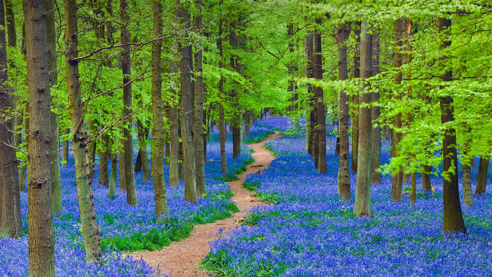 一条蜿蜒穿过开满蓝铃花森林的小径，英格兰赫特福德郡 (© JayKay57/Getty Images)