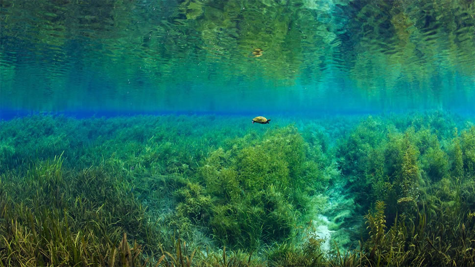 彩虹河里的佛罗里达红肚龟，彩虹泉州立公园，佛罗里达 (© Michel Roggo/Minden Pictures)