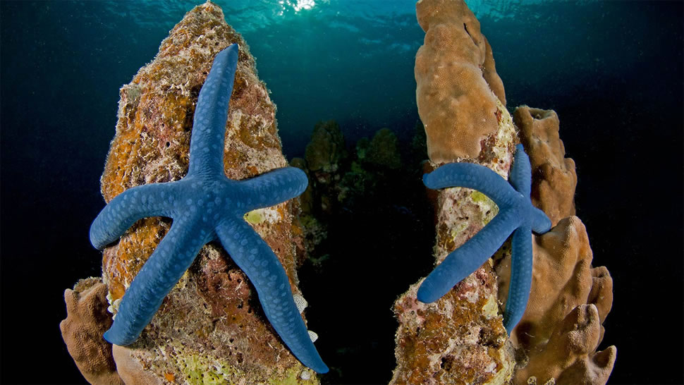 新爱尔兰岛上的蓝指海星，巴布亚新几内亚 (© Jurgen Freund/Minden Pictures)