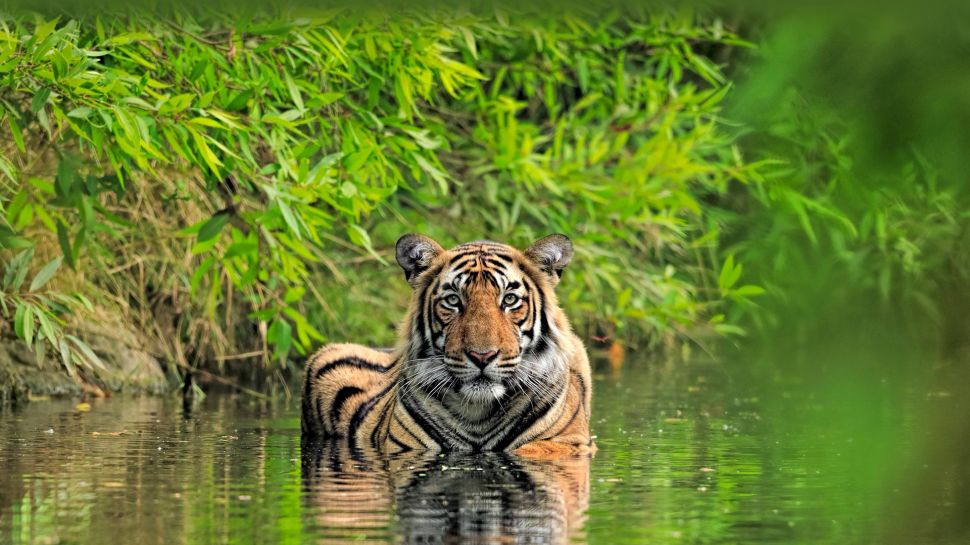 孟加拉虎，兰坦波尔国家公园，印度 (© Andy Rouse/Minden Pictures)