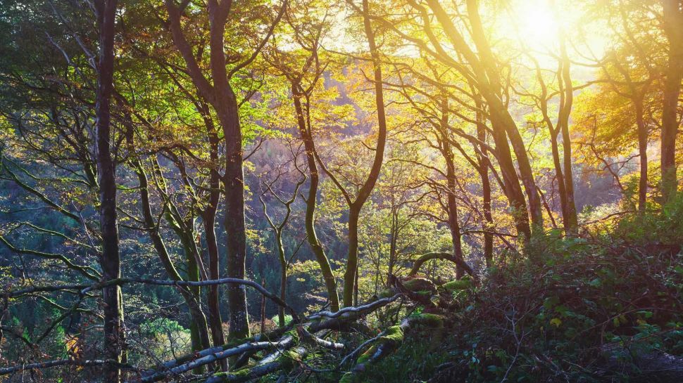 格莱纳里夫森林公园的日落，安特里姆郡，爱尔兰 (© Peter Zelei/Getty Images)