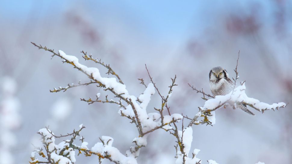 北鹰鸮 (© Remo Savisaar/Alamy Stock Photo)