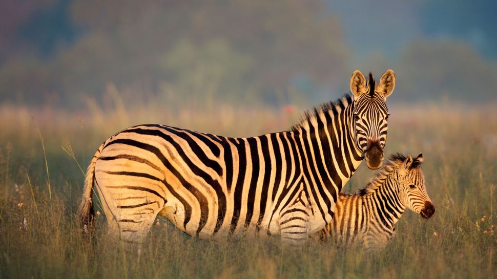 布氏斑马妈妈和小马驹，里特弗雷自然保护区，南非 (© Richard Du Toit/Minden Pictures)