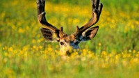 加拿大贾斯珀国家公园中的骡鹿 (© Robert McGouey/All Canada Photos/Corbis)