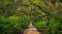 坎伯兰岛的海岸森林，美国佐治亚州 (© Chris Moore/Tandem Stills + Motion)