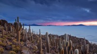 玻利维亚乌尤尼盐湖的仙人掌岛 (© Alex Saberi/Getty Images)