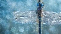 一只移居蜻蜓的微距照片 (© Petar Sabol Sharpeye/REX/Shutterstock)