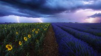 暴风雨下的薰衣草和向日葵花田，法国普罗旺斯 (© beboy/Shutterstock)