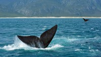 南非海岸附近的南露脊鲸 (© oversnap/E+/Getty Images)