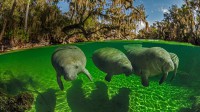 蓝色温泉州立公园内的海牛，美国佛罗里达州 (© Paul Nicklen/Getty Images)