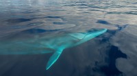 亚速尔群岛附近海域中的一条长须鲸 (© Luis Quinta/Minden Pictures)