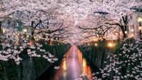 目黑川上盛开的樱花，日本东京 (© taketan/Getty Images)