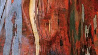 高山桉树的树皮，澳大利亚塔斯马尼亚 (© Australian Scenics/Getty Images)