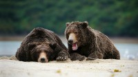 卡特迈国家公园里的棕熊，阿拉斯加州 (© imageBROKER/SuperStock)