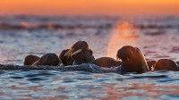白岛附近的海象，挪威斯瓦尔巴群岛 (© Ole Jorgen Liodden/Minden Pictures)