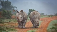 阿姆哈拉禁猎区的两只犀牛和一只啄牛鸟，南非 (© Robert Harding World Imagery/Offset)