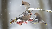 正在吃花楸果实的太平鸟 (© Berndt Fischer/Getty Images Plus)