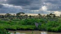 坦桑尼亚塞伦盖蒂国家公园的斑马和角马 (© Raffi Maghdessian/Cavan Images)