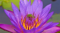基西米湖中的绿色树蛙和紫色睡莲，佛罗里达州 (© Joanne Williams/Danita Delimont)