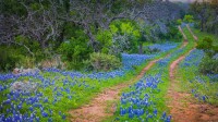 印克斯湖国家公园中的德克萨斯矢车菊，德克萨斯州 (© Inge Johnsson/Alamy)