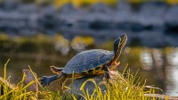 一只雄性黄腹彩龟 (© Marko Markovic Photography/Shutterstock)