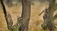 正在爬相思树的猎豹幼崽们，坦桑尼亚恩戈罗恩戈罗保护区 (© Paul Souders/Getty Images)