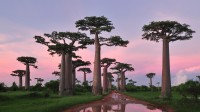 穆龙达瓦附近的格兰迪尔猴面包树林，马达加斯加 (© Thomas Marent/Minden Pictures)