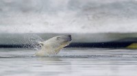 斯瓦尔巴群岛附近水域的北极熊，挪威 (© Westend61/Getty Images)