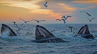 出现在马萨诸塞州海岸附近的座头鲸 (© Eric Kulin/plainpicture)