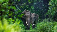 Asian elephants in West Bengal, India (© Avijan Saha/Minden Pictures)