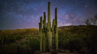 星空下的仙人掌家族，美国萨瓜罗国家公园 (© Christian Foto Az/Shutterstock)