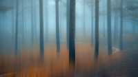薄雾笼罩的松树林，越南 (© Thanh Thuy/Moment/Getty Images)