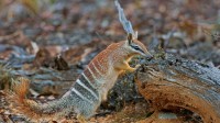 布鲁克顿的一只雌性袋食蚁兽，西澳大利亚州 (© Martin Willis/Minden Pictures)